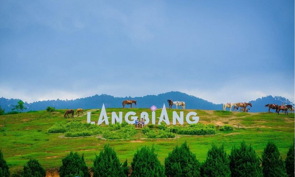 da-lat-in-december-cloud-hunting-sunflowers-festivals